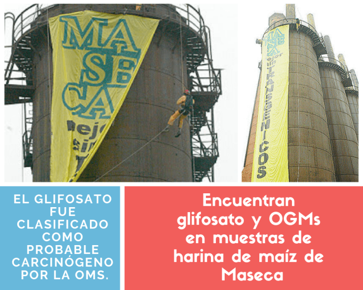 maseca_glifosato.png