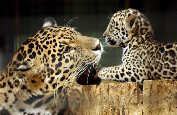 Jaguar-madre-cría-caricias